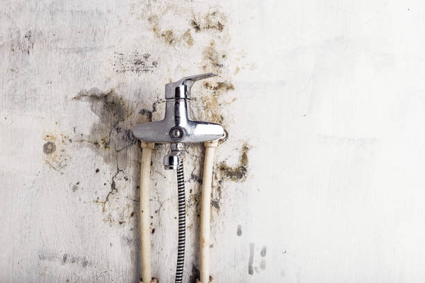 Best Bathroom Mold Remediation in Winnebago, IL
