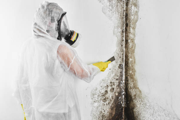 Best Insurance-Related Mold Remediation in Winnebago, IL