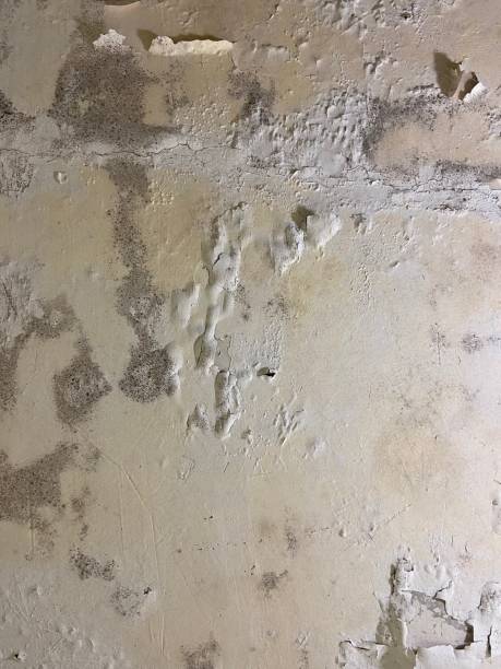 Best Commercial Mold Remediation in Winnebago, IL